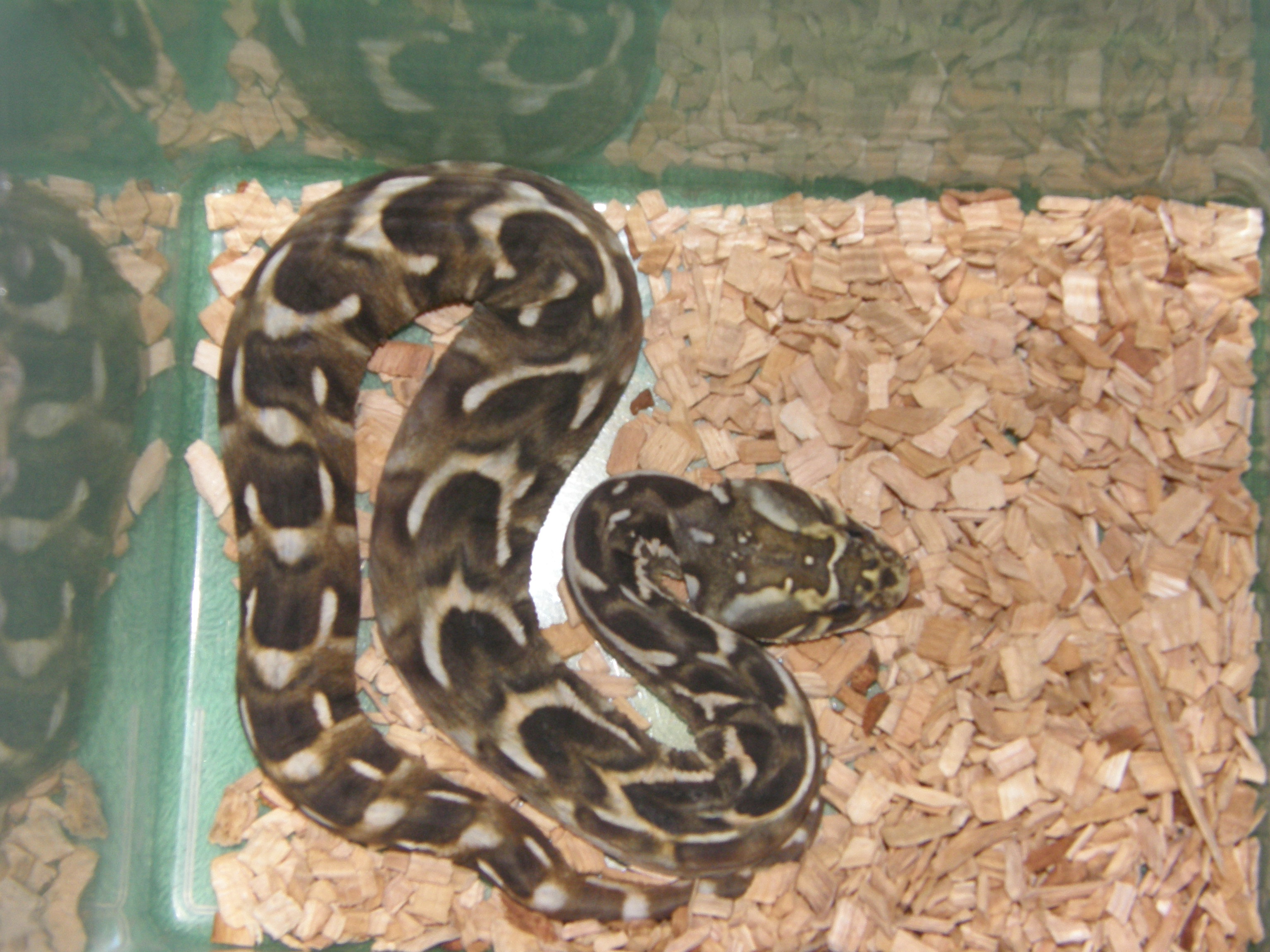 bitis scaleless 001.JPG [1129 Kb]